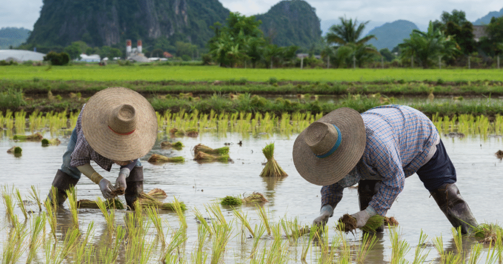 Rice cultivation is responsible for around 10% of the global methane emissions, primarily from man-made activities such as burning rice straws and flooding paddy fields, according to the International Rice Research Institute (IRRI)